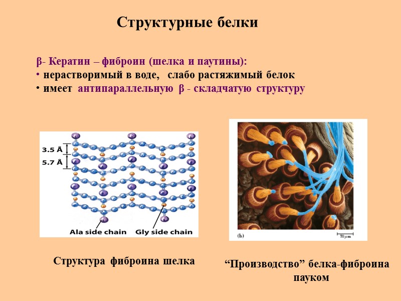 Структурные белки β- Кератин – фиброин (шелка и паутины):  нерастворимый в воде, 